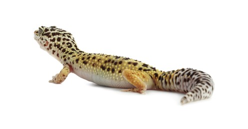 Photo of One beautiful gecko isolated on white. Exotic pet