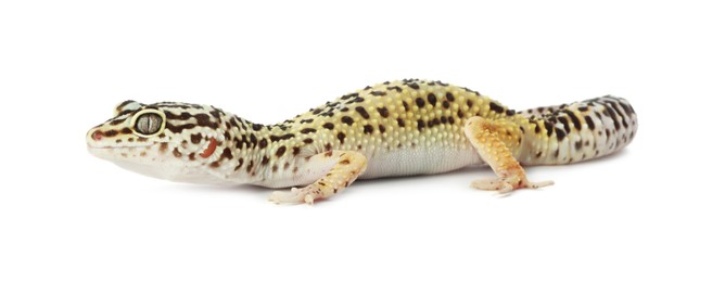 Photo of One beautiful gecko isolated on white. Exotic pet