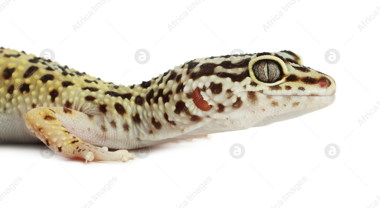 Photo of One beautiful gecko isolated on white. Exotic pet