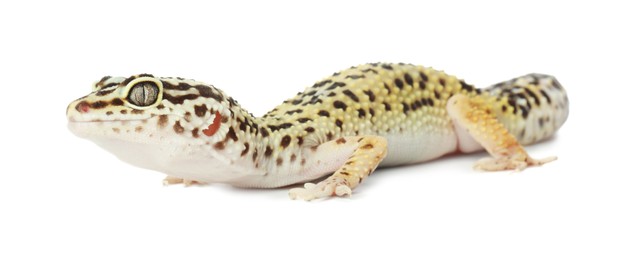 One beautiful gecko isolated on white. Exotic pet