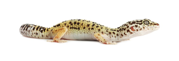 Photo of One beautiful gecko isolated on white. Exotic pet