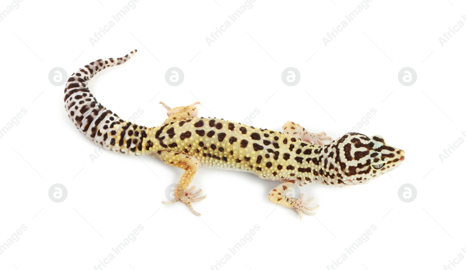 Photo of One beautiful gecko isolated on white. Exotic pet