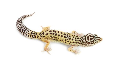 Photo of One beautiful gecko isolated on white. Exotic pet