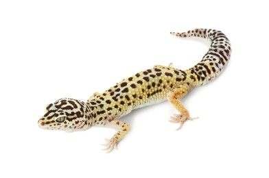 Photo of One beautiful gecko isolated on white. Exotic pet