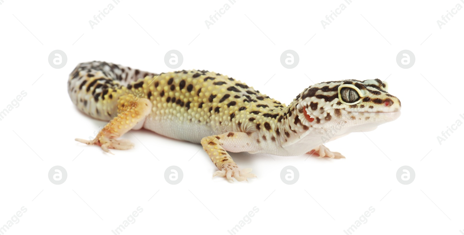 Photo of One beautiful gecko isolated on white. Exotic pet