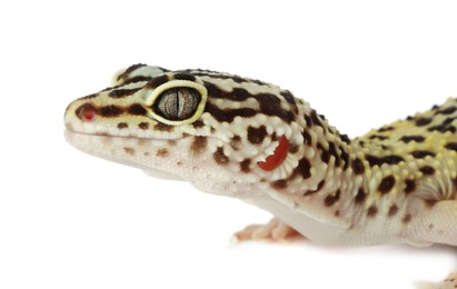 Photo of One beautiful gecko isolated on white. Exotic pet