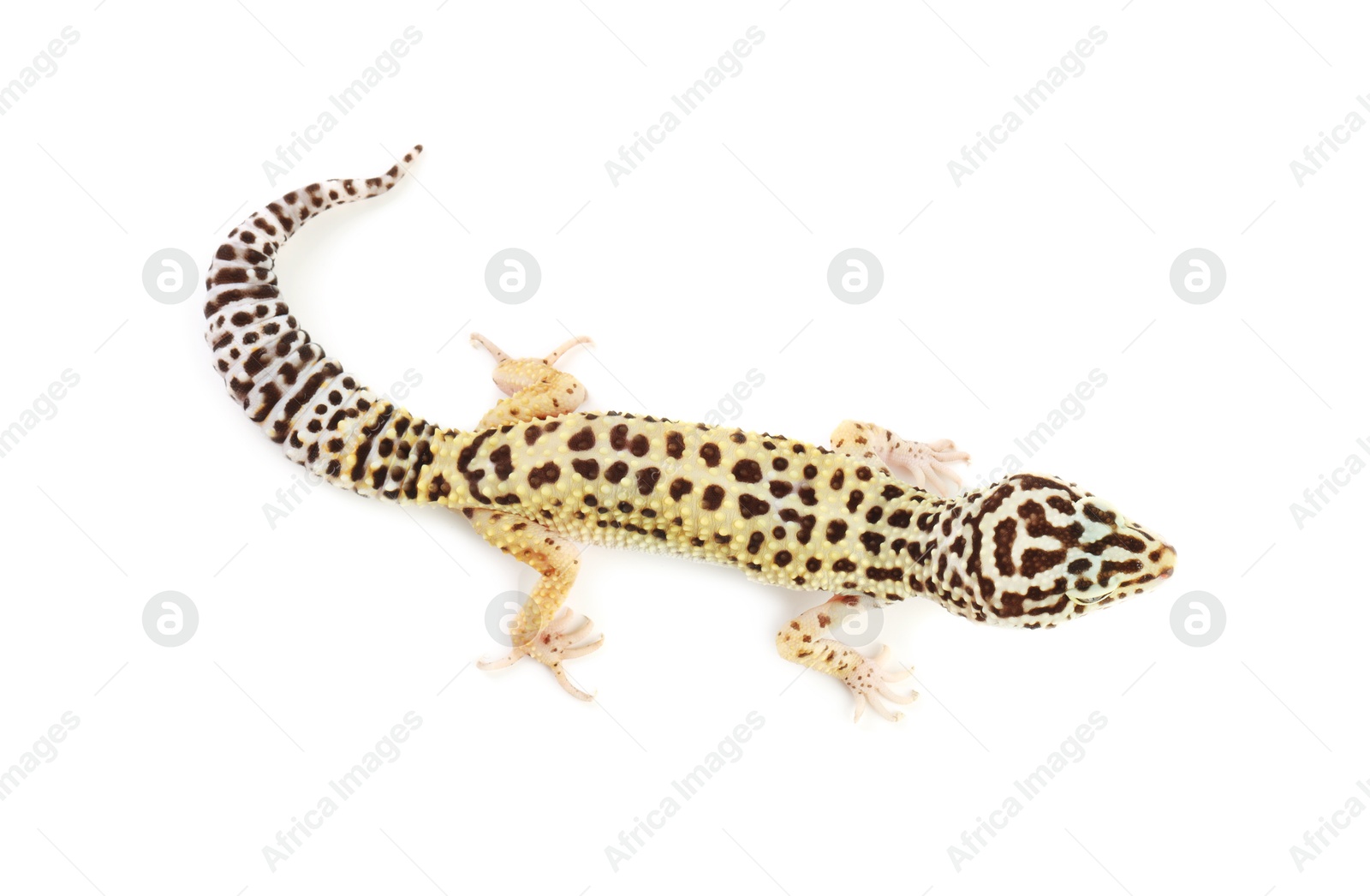 Photo of One beautiful gecko isolated on white, top view