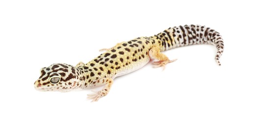 Photo of One beautiful gecko isolated on white. Exotic pet