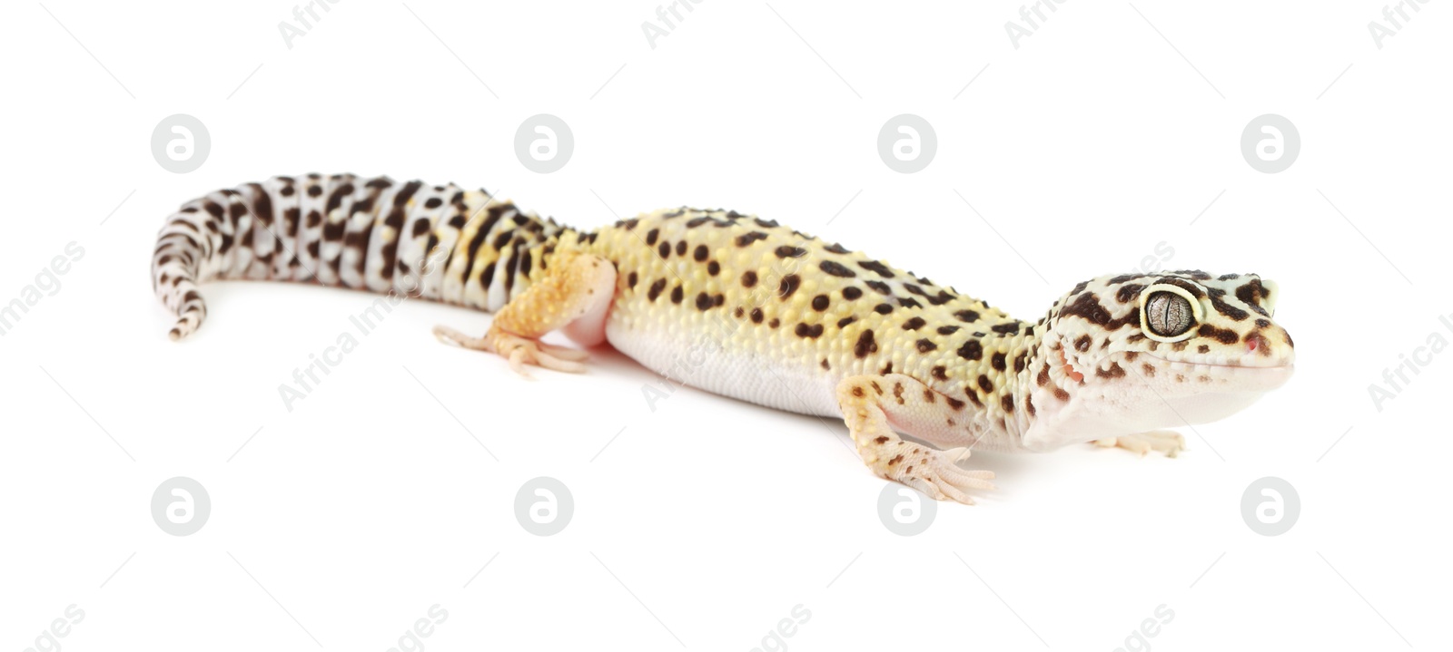 Photo of One beautiful gecko isolated on white. Exotic pet