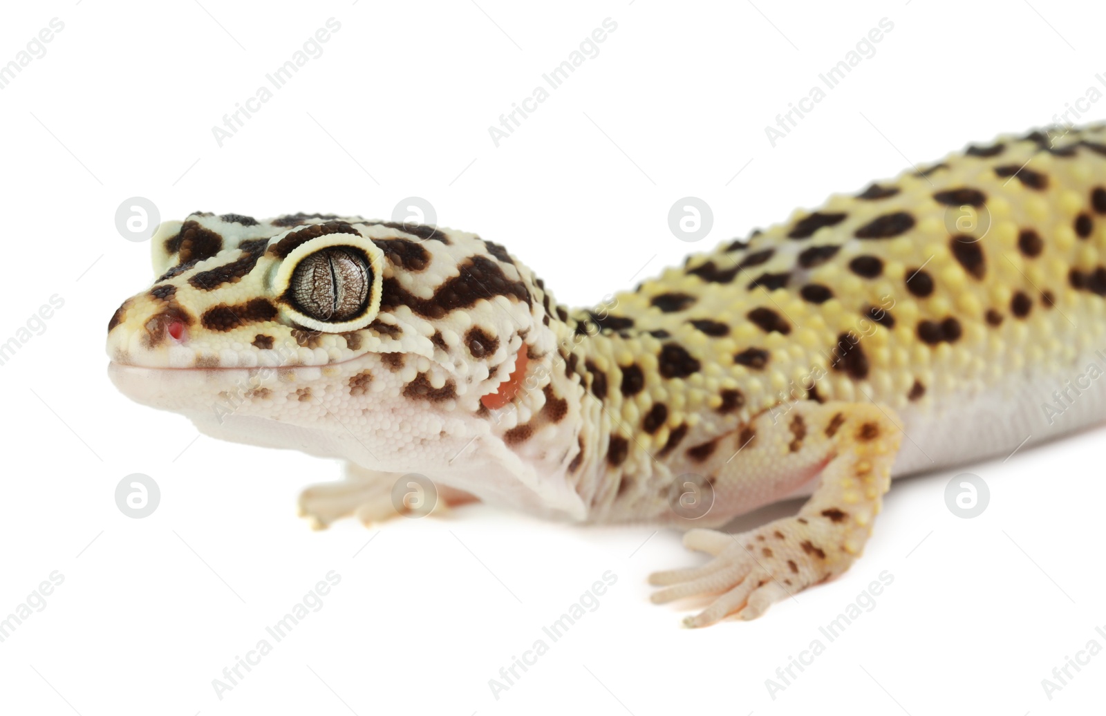 Photo of One beautiful gecko isolated on white. Exotic pet