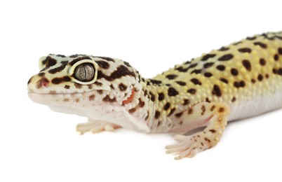 Photo of One beautiful gecko isolated on white. Exotic pet