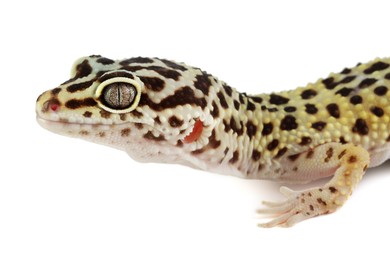 One beautiful gecko isolated on white. Exotic pet