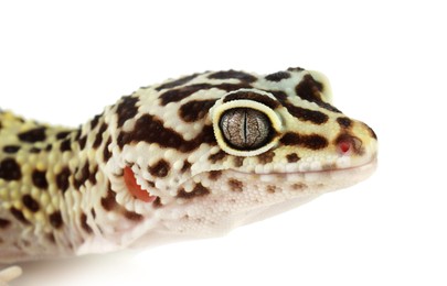 Photo of One beautiful gecko isolated on white, macro view. Exotic pet