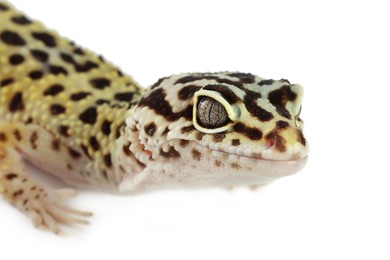 Photo of One beautiful gecko isolated on white, macro view. Exotic pet