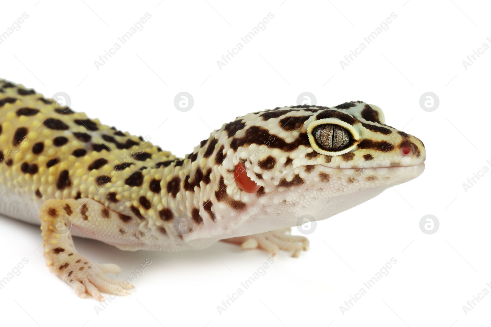 Photo of One beautiful gecko isolated on white. Exotic pet