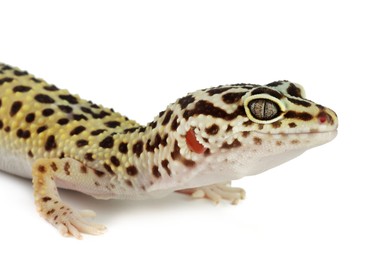 Photo of One beautiful gecko isolated on white. Exotic pet