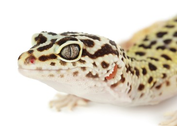 Photo of One beautiful gecko isolated on white, macro view. Exotic pet