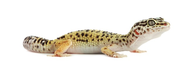 Photo of One beautiful gecko isolated on white. Exotic pet