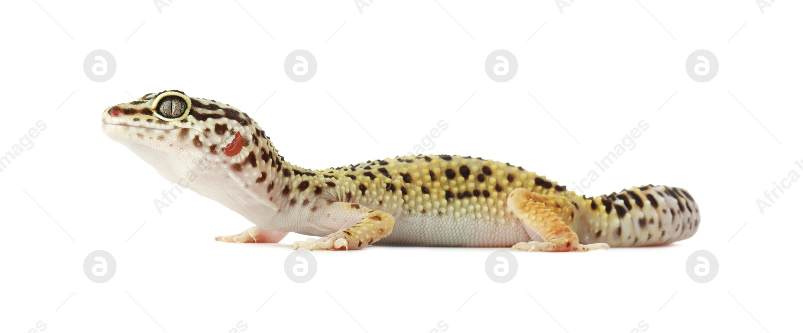 Photo of One beautiful gecko isolated on white. Exotic pet