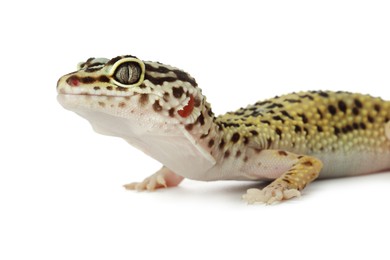 Photo of One beautiful gecko isolated on white. Exotic pet