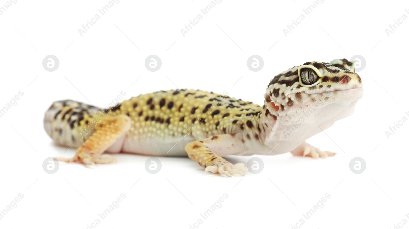 Photo of One beautiful gecko isolated on white. Exotic pet