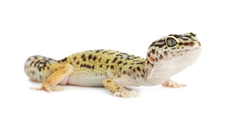 Photo of One beautiful gecko isolated on white. Exotic pet