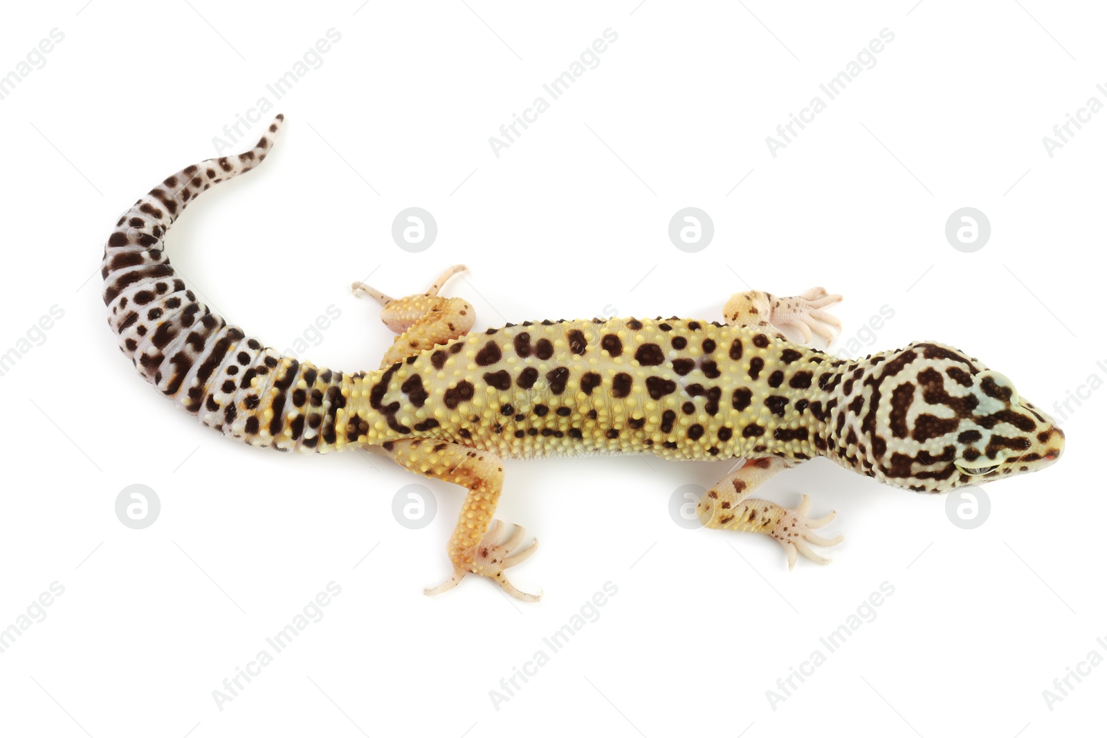 Photo of One beautiful gecko isolated on white, top view