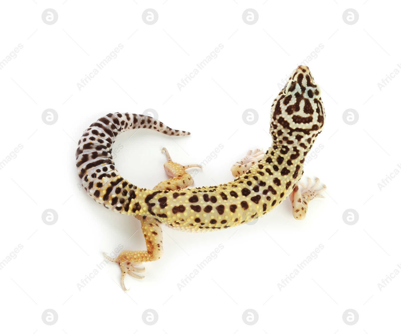 Photo of One beautiful gecko isolated on white, top view