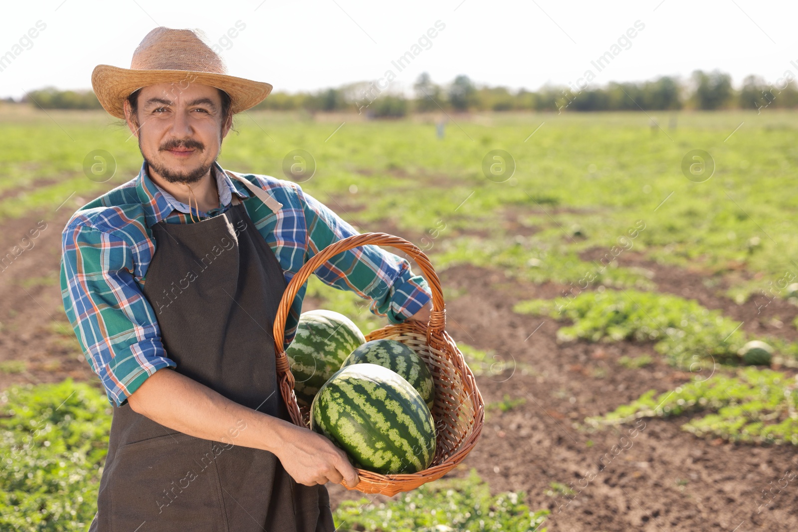 Photo of Man holding wicker basket with ripe watermelons in field, space for text