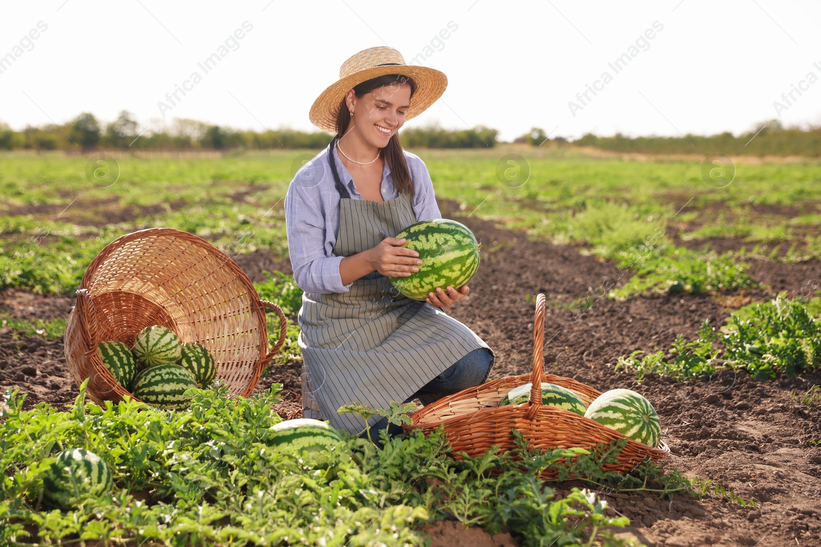 Photo of Woman picking ripe watermelons in field on sunny day