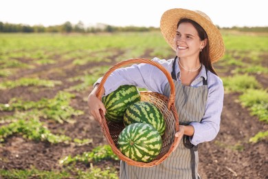 Woman holding wicker basket with ripe watermelons in field