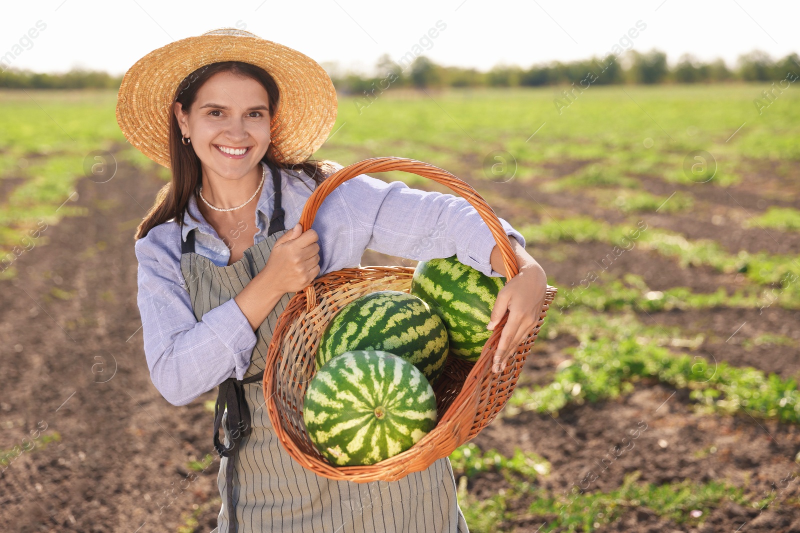 Photo of Woman holding wicker basket with ripe watermelons in field