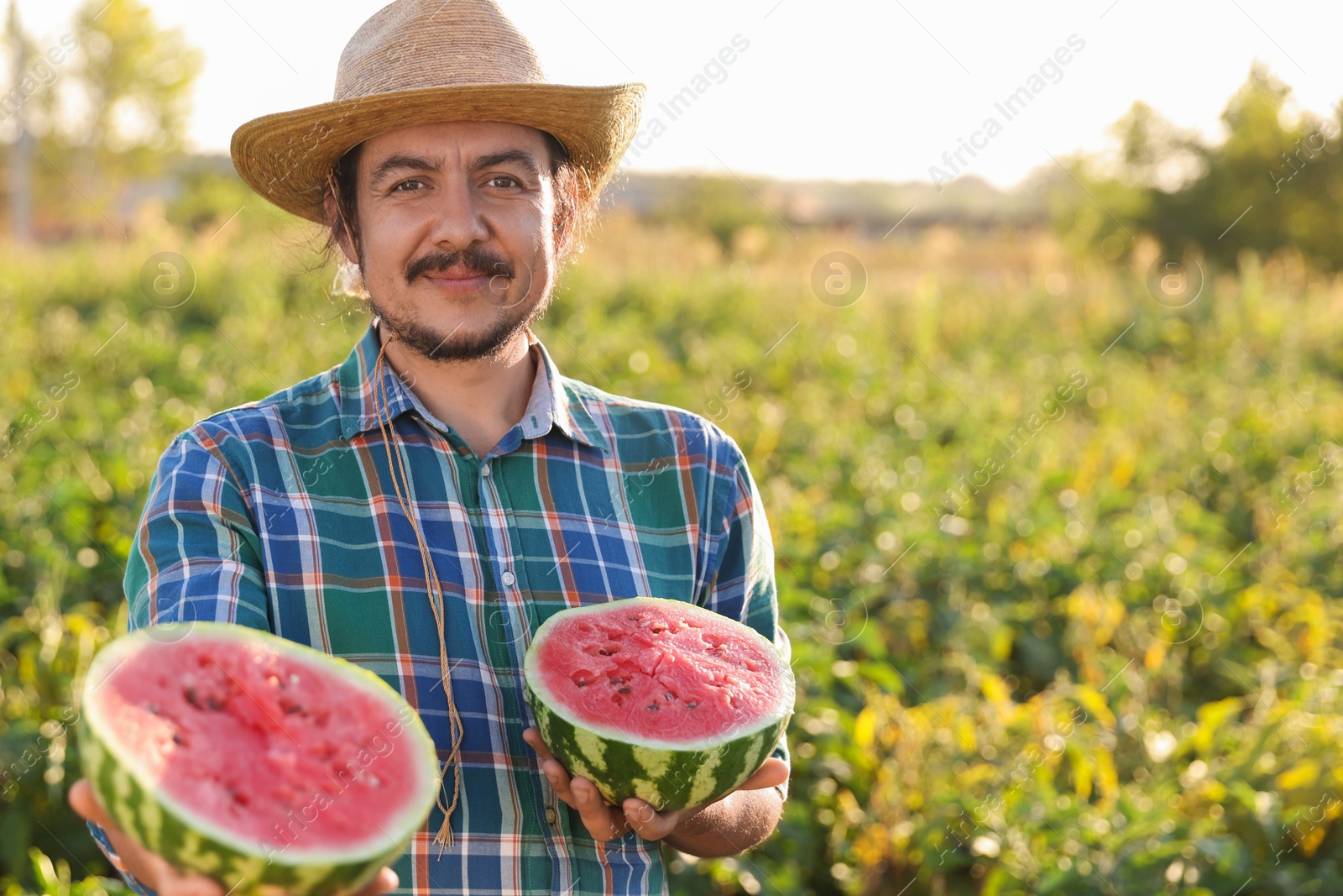 Photo of Man with halves of ripe watermelon in field on sunny day