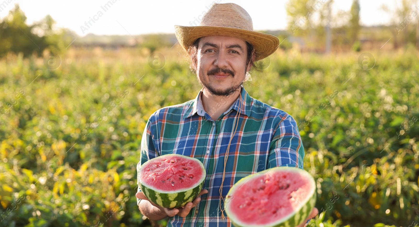 Photo of Man with halves of ripe watermelon in field on sunny day