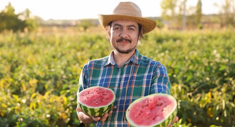 Man with halves of ripe watermelon in field on sunny day