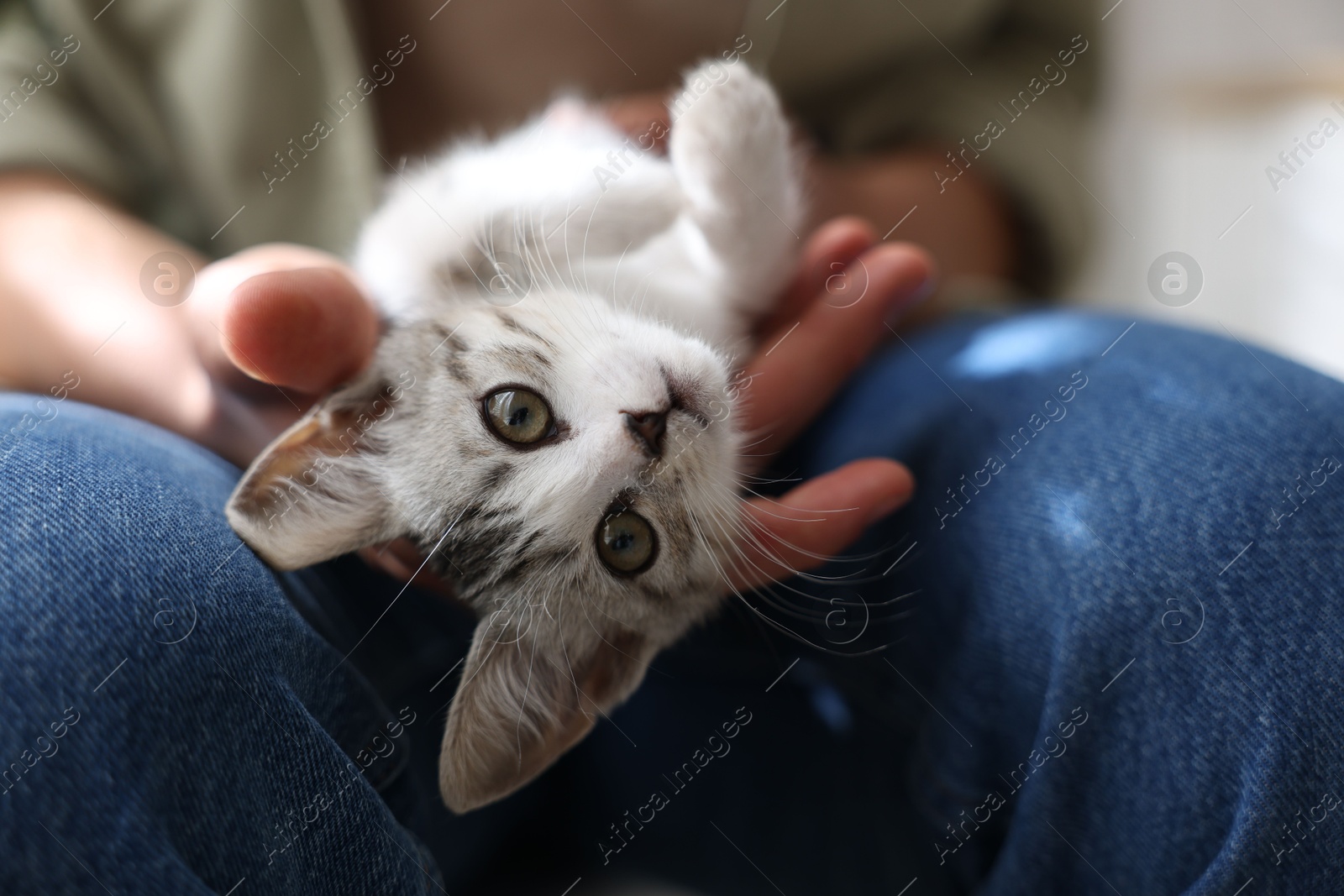 Photo of Man with cute kitten at home, closeup