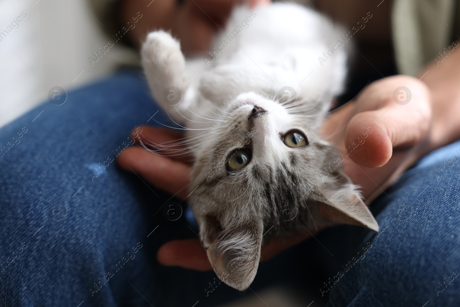 Photo of Man with cute kitten at home, closeup