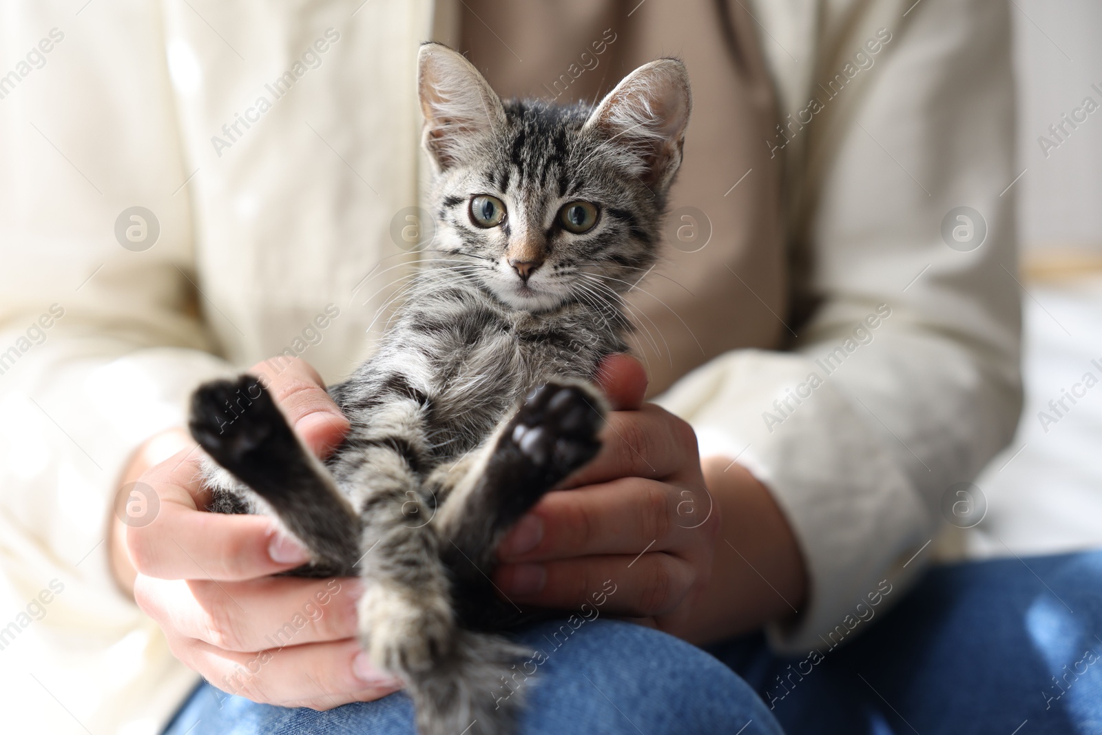 Photo of Man with cute kitten at home, closeup