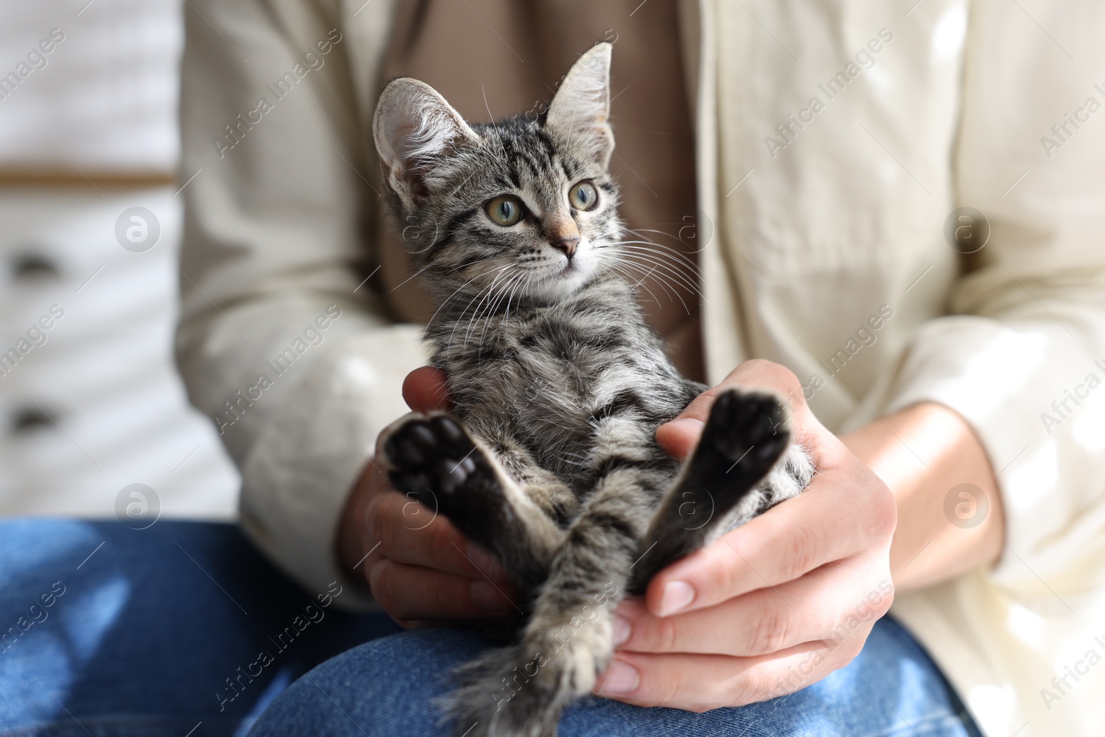 Photo of Man with cute kitten at home, closeup