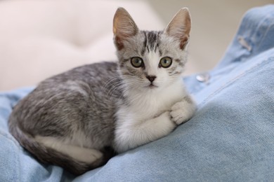 Cute kitten lying on man's lap indoors, closeup