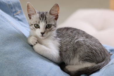 Cute kitten lying on man's lap indoors, closeup