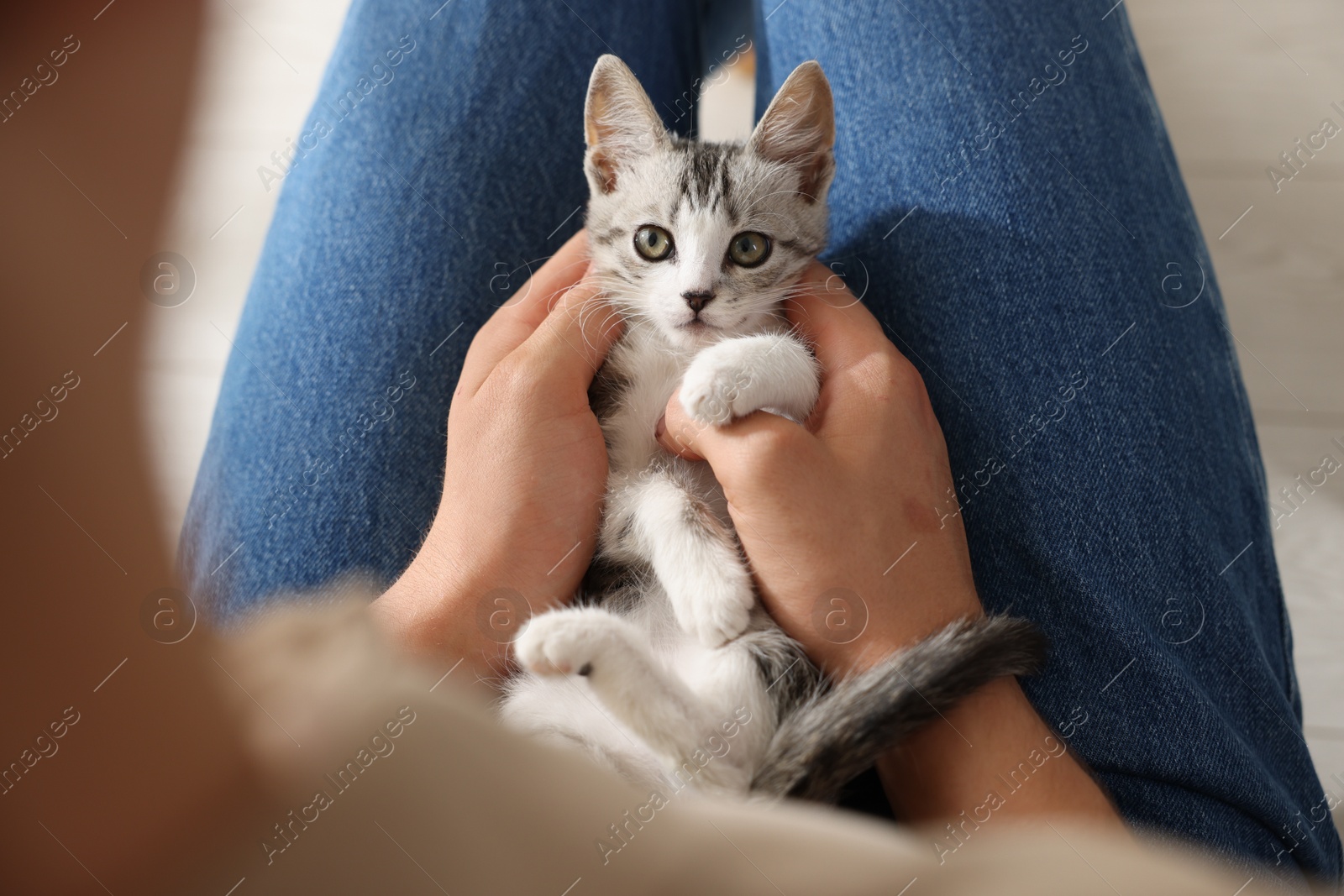 Photo of Man with cute kitten at home, closeup