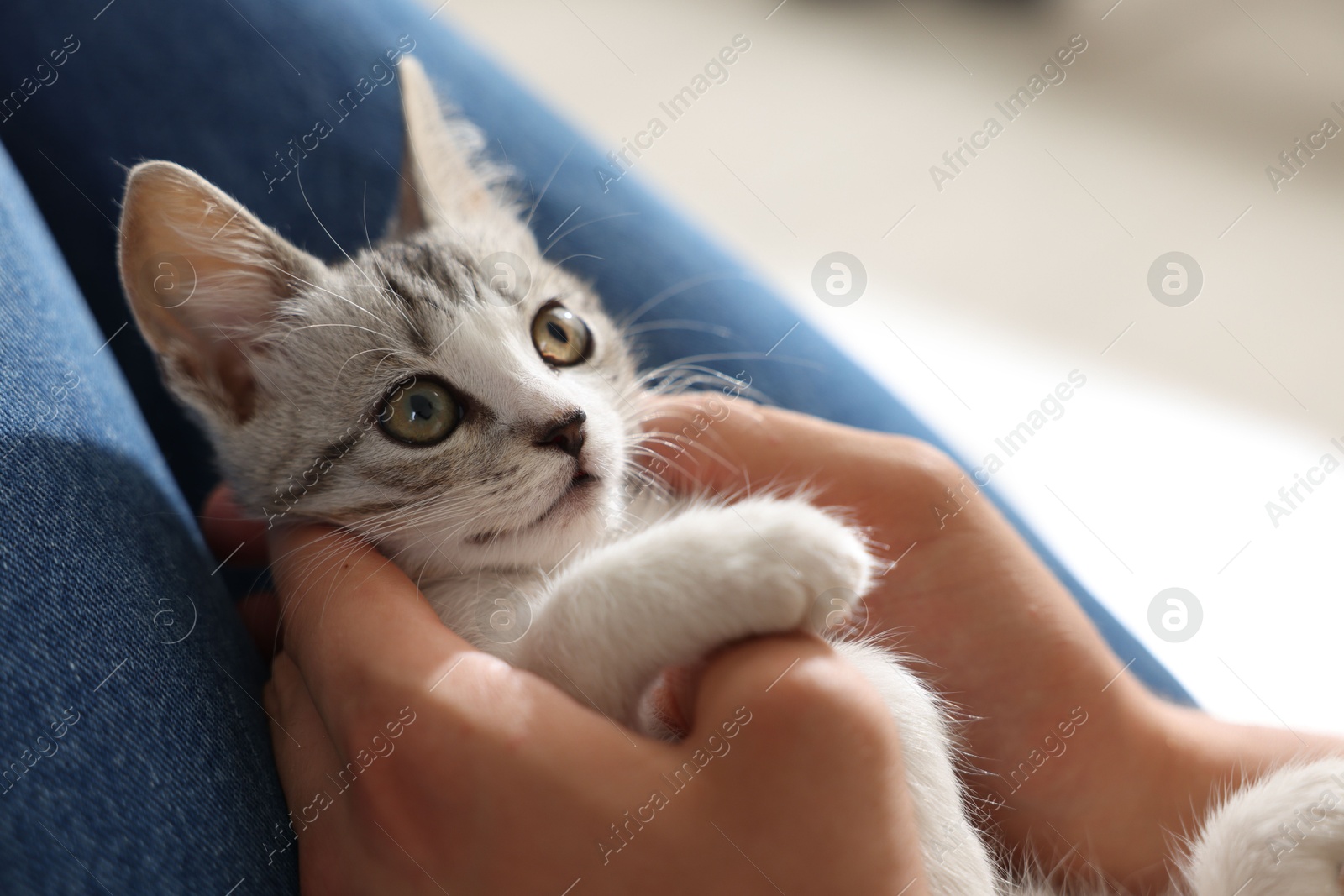 Photo of Man with cute kitten at home, closeup