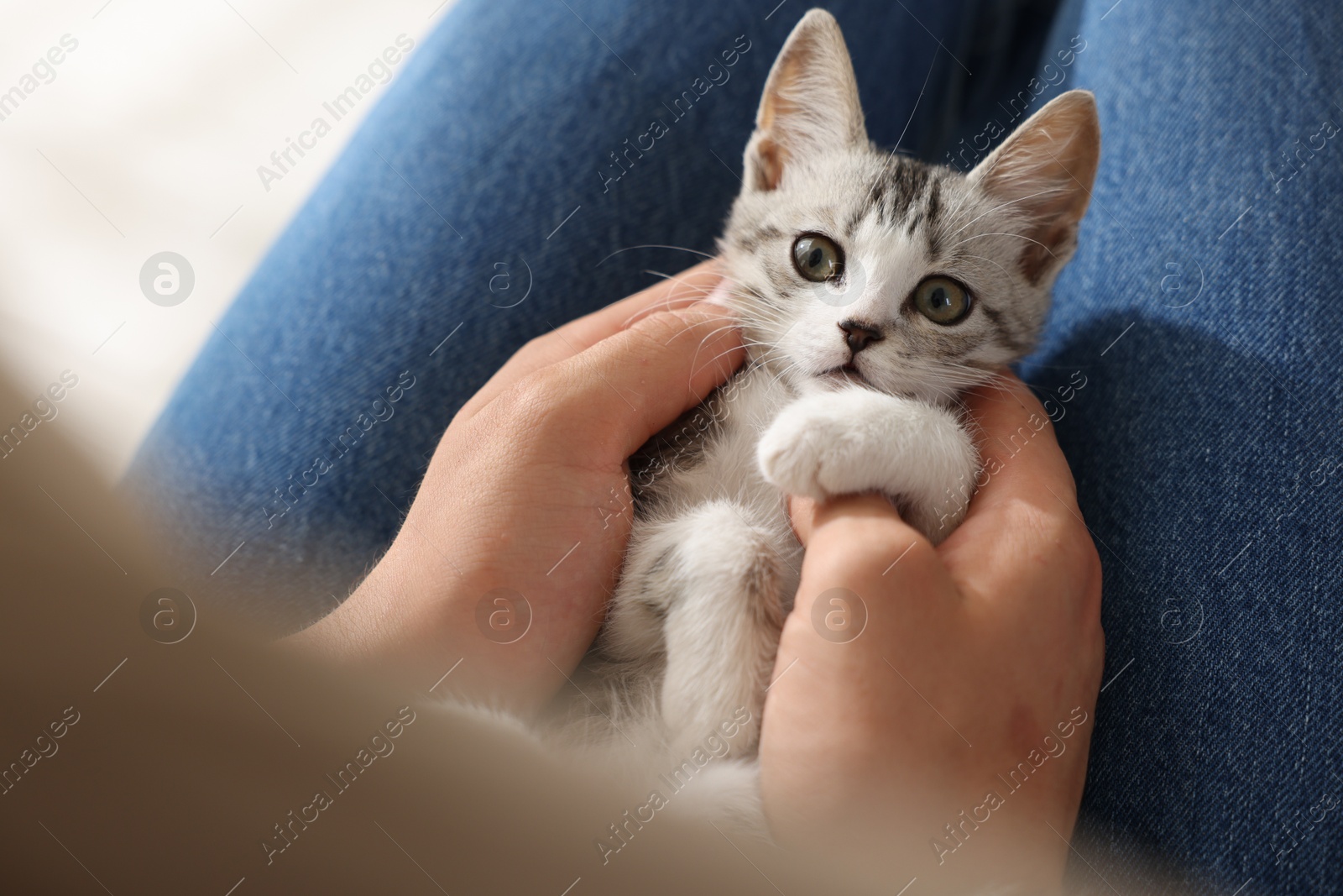 Photo of Man with cute kitten at home, closeup