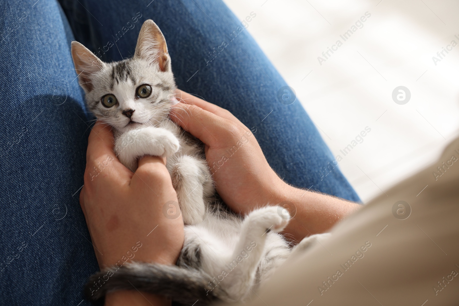 Photo of Man with cute kitten at home, closeup