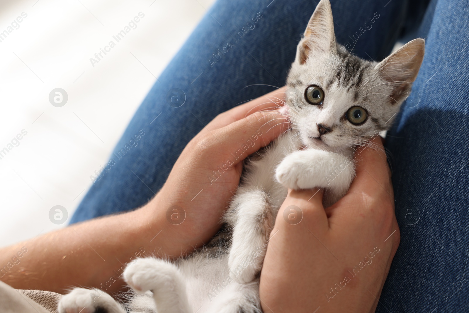 Photo of Man with cute kitten at home, closeup