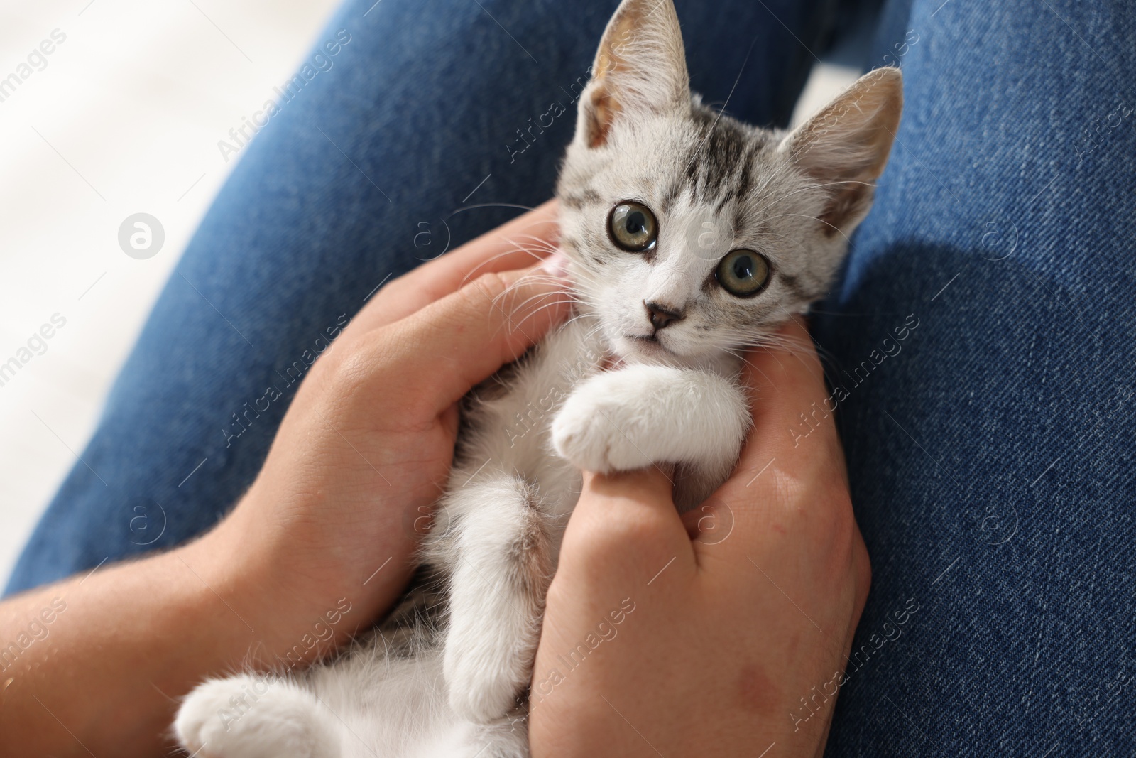 Photo of Man with cute kitten at home, closeup