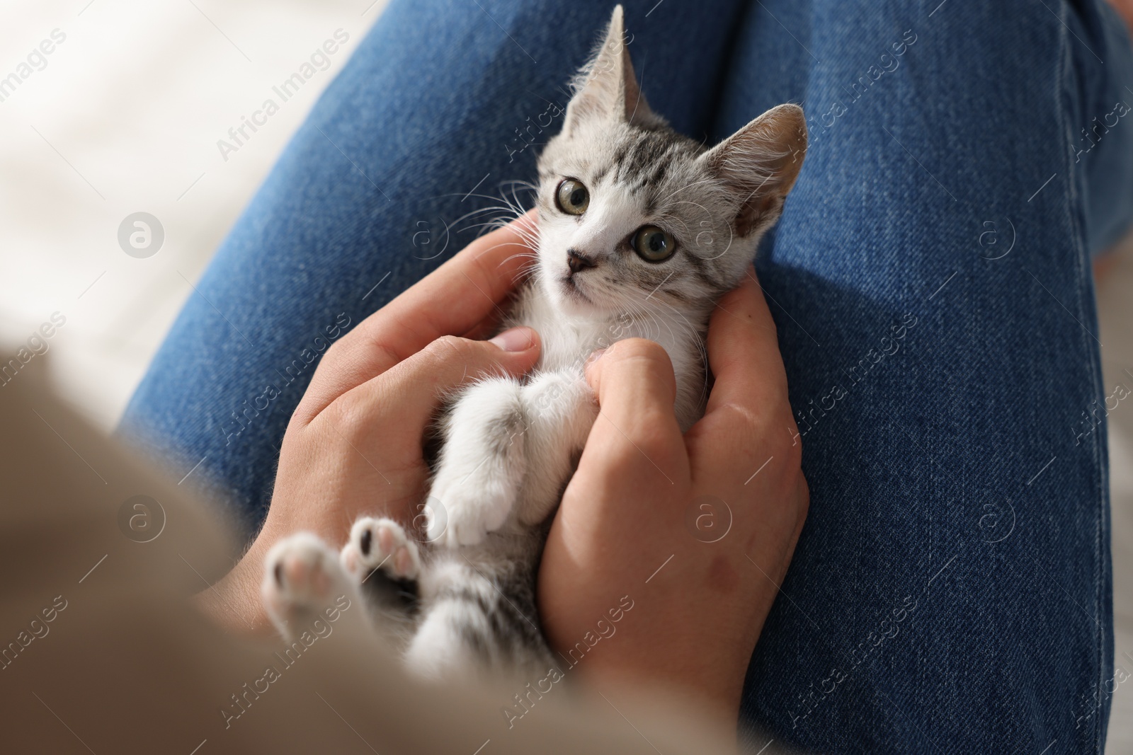 Photo of Man with cute kitten at home, closeup