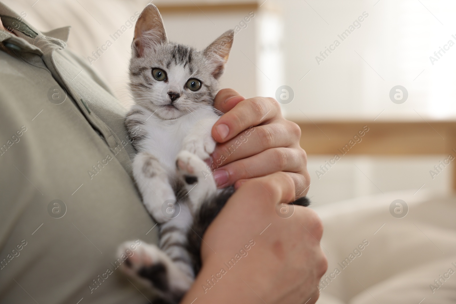 Photo of Man with cute kitten at home, closeup