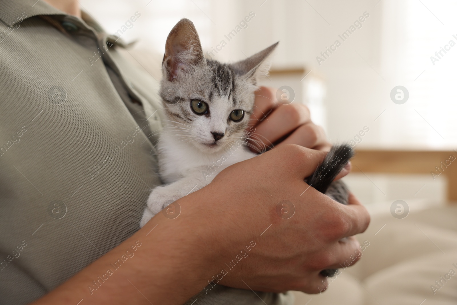 Photo of Man with cute kitten at home, closeup